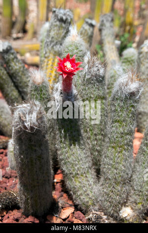 Sydney Australien, blühende Silver touch Cactus Stockfoto