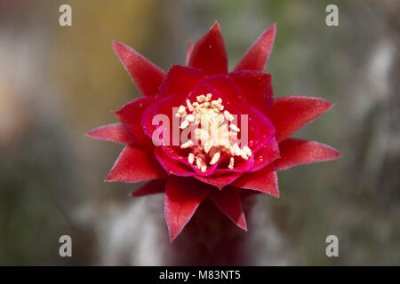 Sydney Australien, rote Blume in der Nähe von Silver touch Cactus Stockfoto