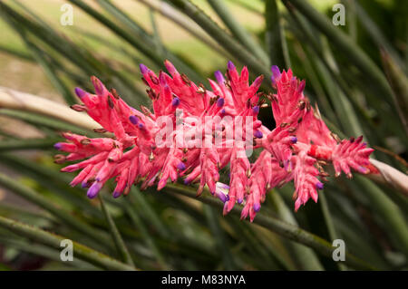 Sydney Australien, Brasilianische vase pflanze rosa Blume Stockfoto