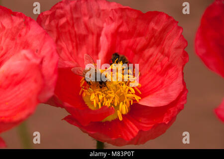 Sydney Australien, zwei Bienen in einem rosa Mohnblüte Stockfoto