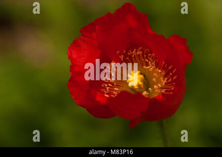 Sydney Australien, rote Mohnblüte teilweise öffnen. Stockfoto