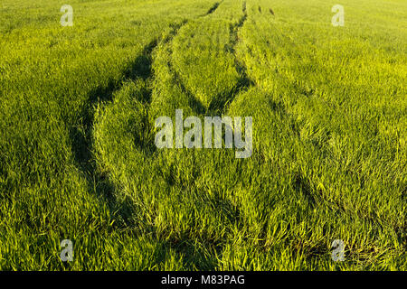 Green wheat field on spring with tracks Stockfoto
