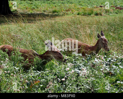 Zwei junge Rehe grasen unter wilden Blumen im Richmond Park, London, Sommer Stockfoto