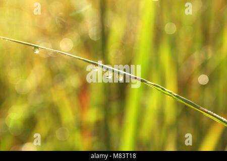 Wassertropfen Reflexionen auf ein Blatt des hohen Gras Stockfoto