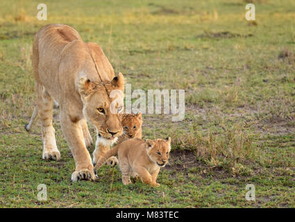 Löwin beim Gehen mit ihren kleinen süßen Jungen in Maasai Mara, Kenia Stockfoto