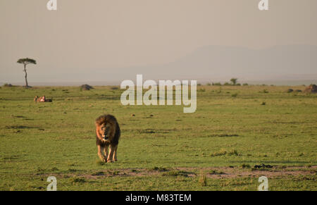 Löwe auf den Ebenen der Maasai Mara, Kenia Stockfoto