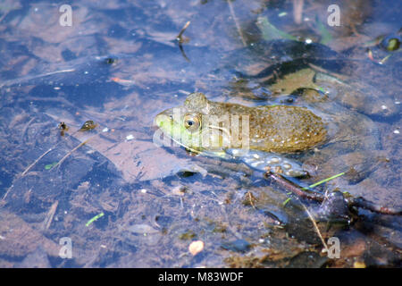 Ein Bild von einem Frosch im Wasser Stockfoto