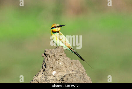 Kleine Biene - Esser sitzen auf einer Termite Hill, Bamurru Plains in der Nähe von Kakadu National Park, Northern Territory, Australien. Stockfoto