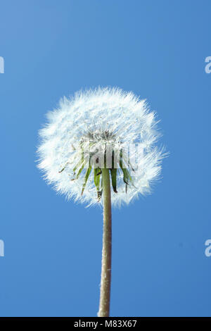 Ein Löwenzahn Uhr gegen den blauen Himmel Stockfoto