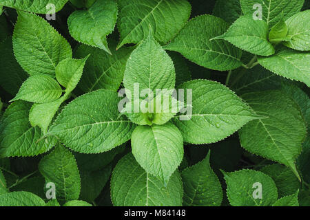 Grüne Blätter der Hortensie mit Regentropfen. Blick von oben. Natur Hintergrund. Grüne Blätter der Hortensie mit Regentropfen. Blick von oben. Floralen Muster. Stockfoto