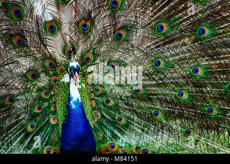 Schöne Pfau mit seinem bunten Schwanz vollständig geöffnet Stockfoto