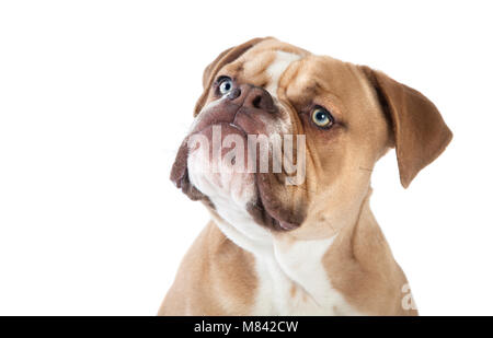 Eine junge englische Bulldogge von vorne, weißer Hintergrund Stockfoto