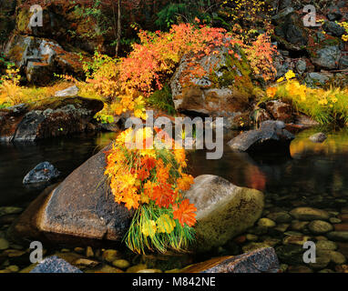 Indische Rhabarber, Hartriegel, Merced River, Yosemite National Park, Kalifornien Stockfoto