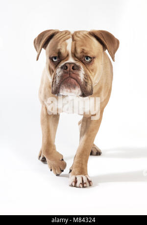 Eine junge englische Bulldogge von vorne, weißer Hintergrund Stockfoto