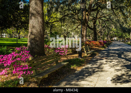 Historische Forsyth Park in Savannah Georgia awash in blühende Azalee Büsche und lebendigen Frühling Grün leben inmitten von Eichen, beladen mit reichlich span Stockfoto