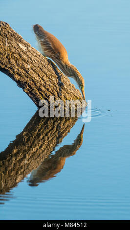 Juvenile squacco Heron, Akrobatik und Angeln auf einen Zweig im Wasser bei Parc Natural régional de La Brenne Stockfoto