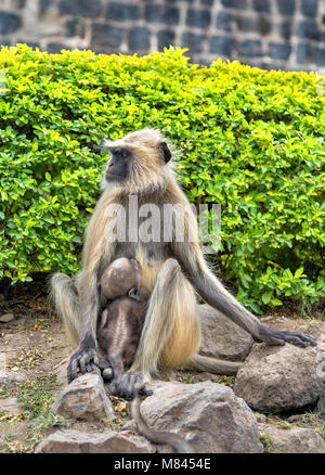 Grau langur Affen Daulatabad Fort in Indien Stockfoto