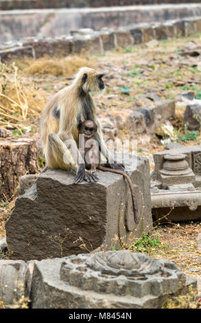 Grau langur Affen Daulatabad Fort in Indien Stockfoto