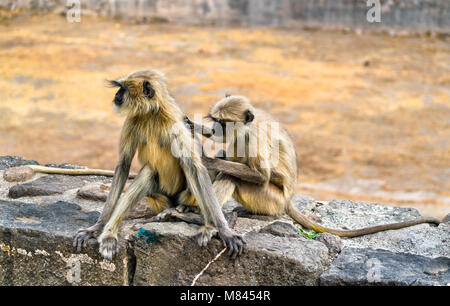 Grau langur Affen Daulatabad Fort in Indien Stockfoto