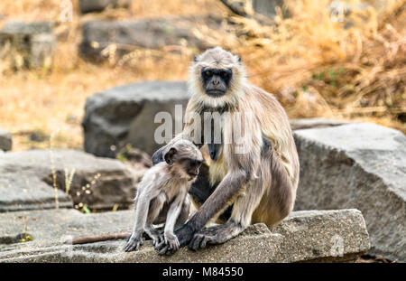 Grau langur Affen Daulatabad Fort in Indien Stockfoto