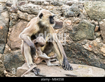 Grau langur Affen Daulatabad Fort in Indien Stockfoto