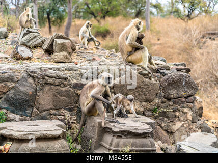 Grau langur Affen Daulatabad Fort in Indien Stockfoto