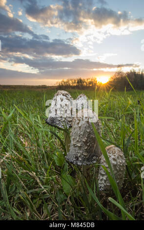 Vier Pilze und Sonnenuntergang auf der Wiese im Herbst. Stockfoto