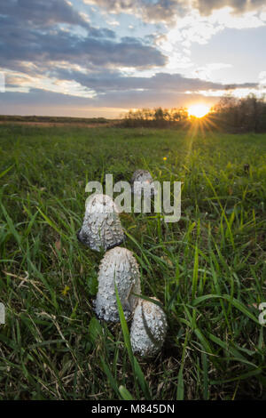 Vier Pilze und Sonnenuntergang auf der Wiese im Herbst. Stockfoto