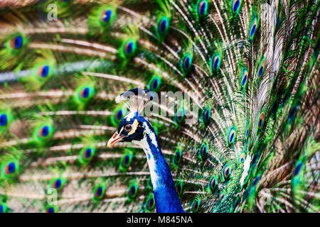 Schöne Pfau mit seinem bunten Schwanz vollständig geöffnet Stockfoto