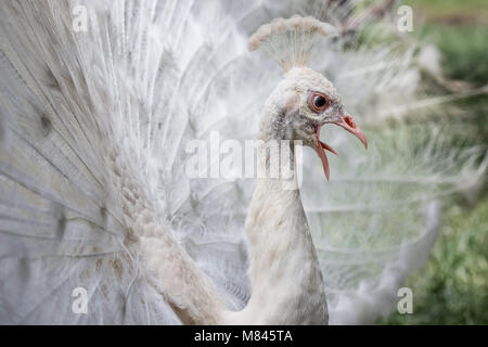 Weißer Pfau mit seinem bunten Schwanz vollständig geöffnet und Schreien Stockfoto