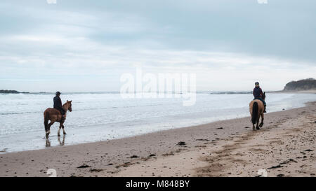 Pferde auf seacliff Strand in East Lothian, Schottland, Vereinigtes Königreich Stockfoto