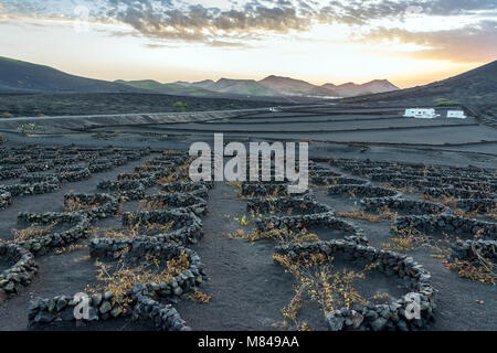 Lanzarote, Spanien - 27. Dezember 2016: Atemberaubende Landschaft mit Sonnenuntergang auf vulkanischen Weinberge in La Geria, Lanzarote. La Geria ist der berühmteste Wein ar Stockfoto