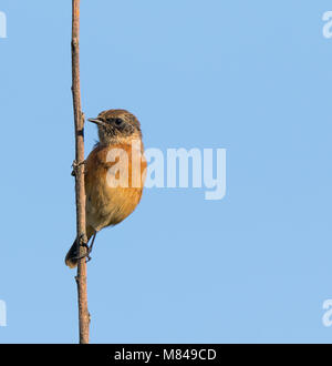 Nahaufnahme eines weiblichen UK Steinechat Vogels (Saxicola rubicola) isoliert, auf aufrechtem Stängel in der Sommersonne mit blauem Himmel starrend. Speicherplatz kopieren. Stockfoto