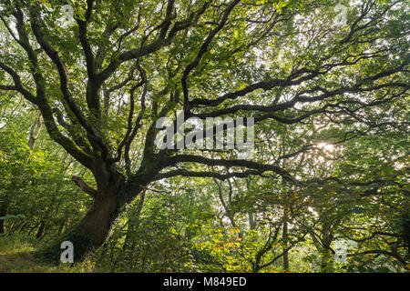 Eiche mit Verbreitung Niederlassungen im Sommer, Cornwall, England. Sommer (August) 2017. Stockfoto