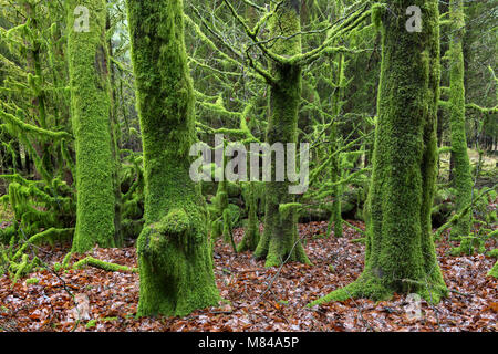 Moos bedeckt Bäume in Bellever Holz, Nationalpark Dartmoor, Devon, England. Winter (Dezember) 2017. Stockfoto