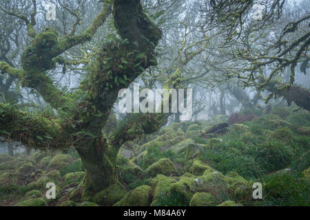 Knorrige und verdrehte Eichen in Wistman's Wood SSSI, Nationalpark Dartmoor, Devon, England. Im Winter (Januar) 2018. Stockfoto
