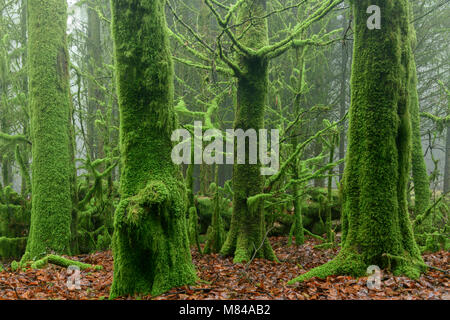 Moos bedeckt Bäume im Nebel Bellever Holz, Dartmoor, Devon, England. Im Winter (Januar) 2018. Stockfoto