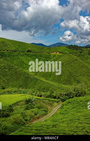 Die schöne Cameron Highlands Stockfoto