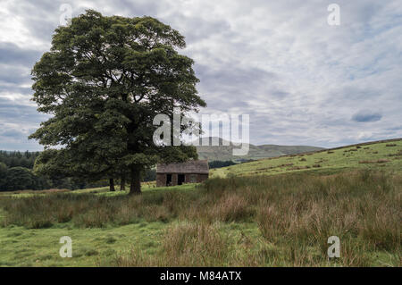 Eine kleine verlassene Hütte kann durch die Äste eines Maulbeerfeigenbaum im Peak District National Park gesehen werden. Shutlingsloe kann in der Ferne zu sehen ist. Stockfoto