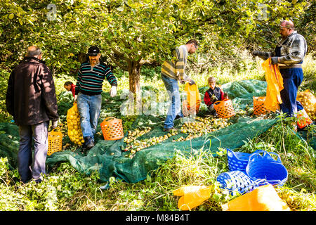 Applepicking und Craft Apfelsaftherstellung in Deutschland Stockfoto