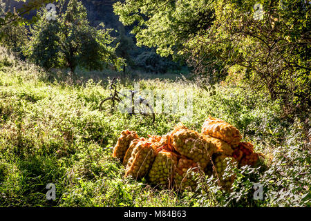 Applepicking und Craft Apfelsaftherstellung in Deutschland Stockfoto