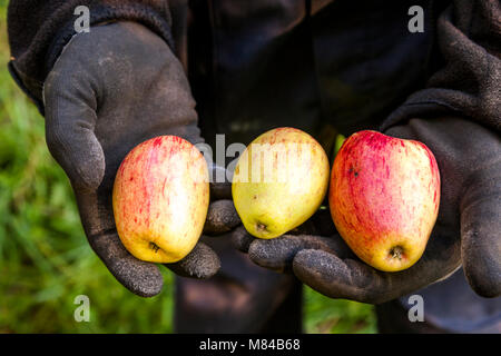 Applepicking und Craft Apfelsaftherstellung in Deutschland Stockfoto