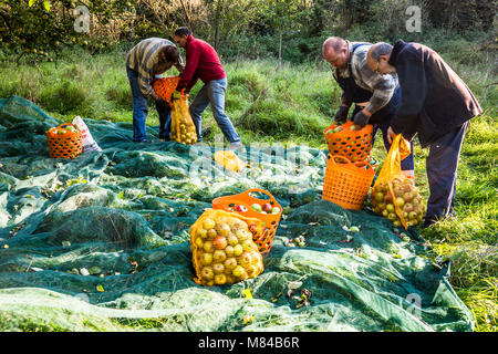 Applepicking und Craft Apfelsaftherstellung in Deutschland Stockfoto