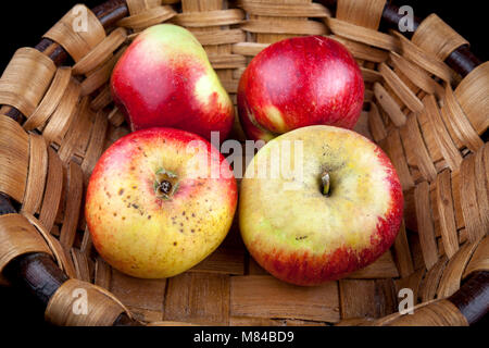 Alte deutsche Apple Cultivar Kaiser Alexander Stockfoto