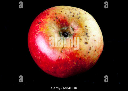 Alte deutsche Apple Cultivar Kaiser Alexander Stockfoto