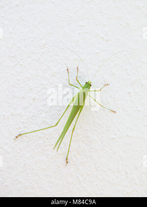 Hell Grün leuchtende Cricket Insekt auf einer weißen Wand Stockfoto