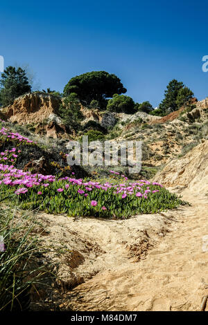 Blick auf die Landschaft mit Felsen und Dünen am Strand in der Nähe von Albufeira Portugal im Sommer mit lokalen Vegetation Blumen und Pflanzen Stockfoto