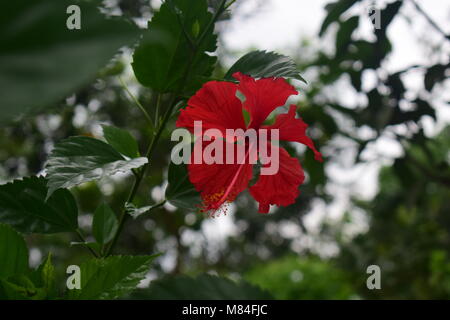 Hibiscus ist eine Gattung blühender Pflanzen in der Mallow-Familie, Malvaceae.Hibiscus rosa-sinensis, umgangssprachlich als Chinesischer Hibiskus bekannt, Chinesische Rose. Stockfoto