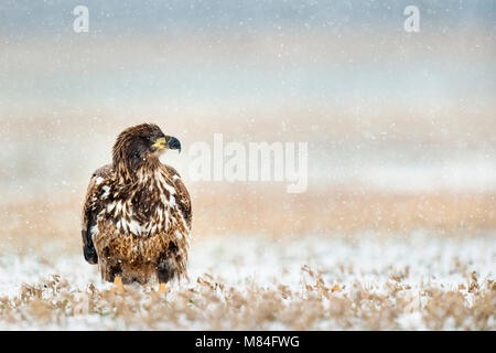 Ein jugendlicher Weißkopfseeadler sitzt in einem offenen Feld als leichter Schnee auf einen kalten Winter morgen fällt. Stockfoto