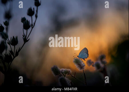 Ein graues Hairstreak Schmetterling Sitzstangen auf einer kleinen Pflanze, die in einem wilden Feld, wie die Sonne hinter legt. Stockfoto